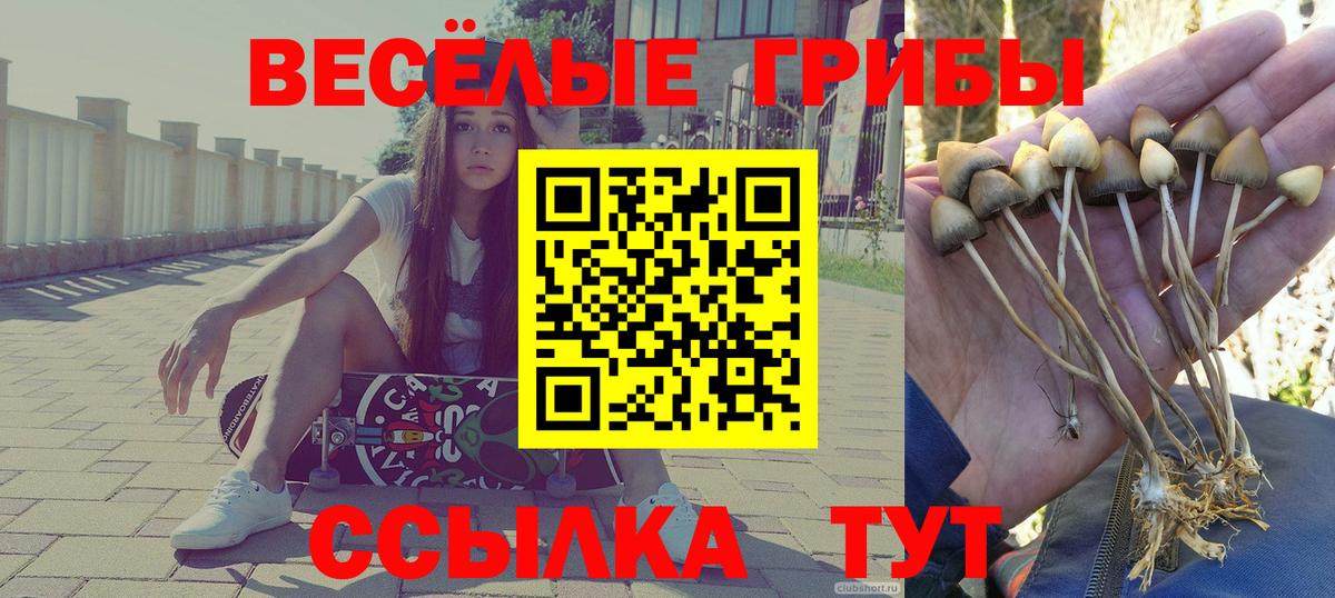 Псилоцибиновые грибы Cubensis  Вход с VPN  Калининград 